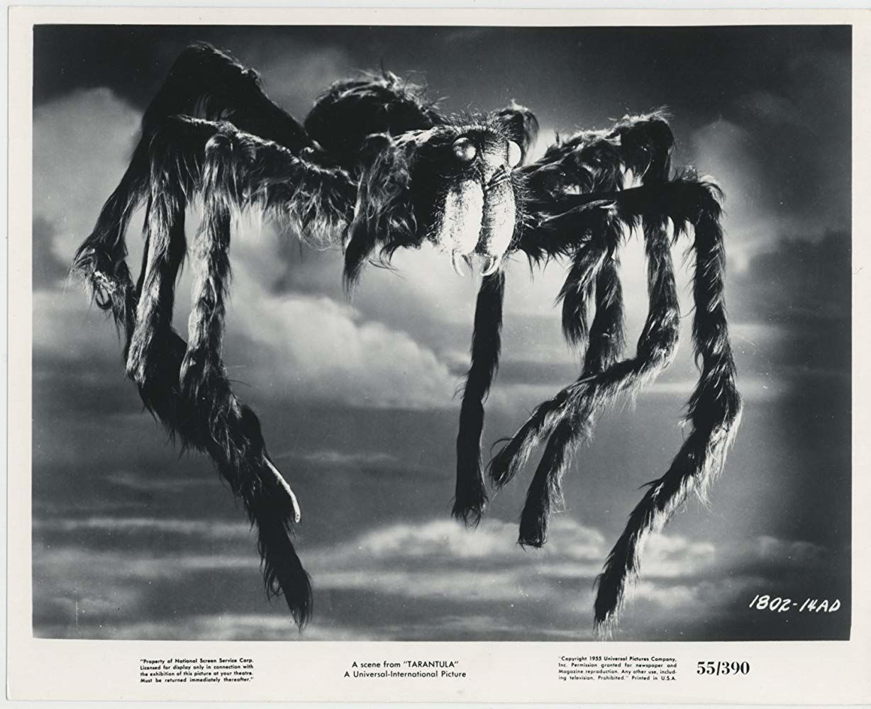 tarantula